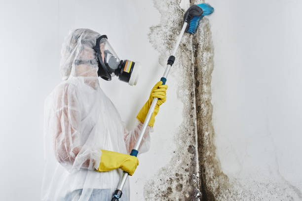 Professional Mold Removal in Vienna, VA