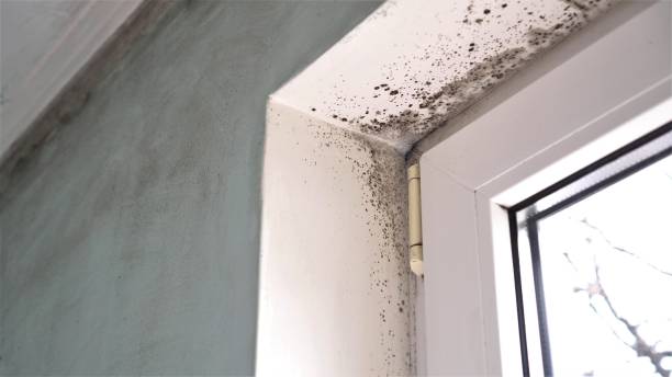 Best Black Mold Removal  in Vienna, VA