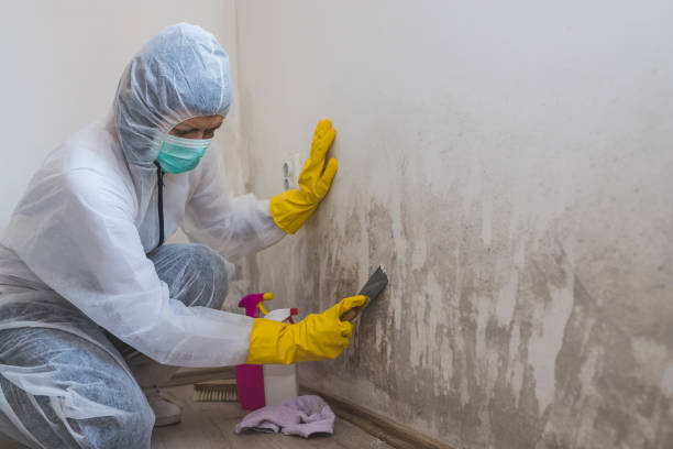Crawl Space Mold Removal in Vienna, VA