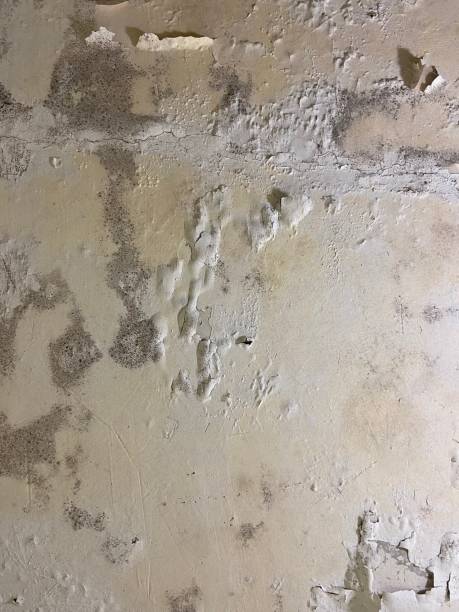  Vienna, VA Mold Removal Pros