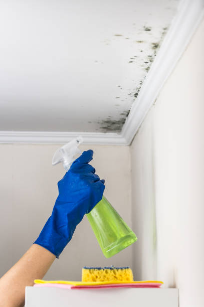 Best Mold Damage Repair  in Vienna, VA